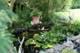 Pond